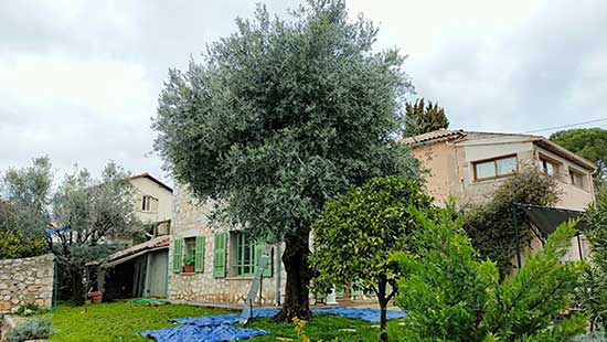 Taille d'olivier
