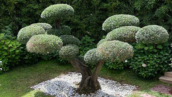 La taille d'ornement