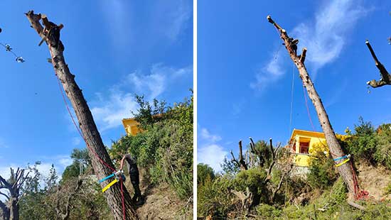 Tronçonnage d’arbres
